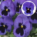 Bild von Viola P9 Grootbloemig Bleu blotch